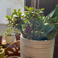 Load image into Gallery viewer, Crystal Plant Decor Pins (hairpins)