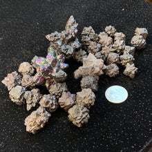 Load image into Gallery viewer, Prophecy Stones (limonite)