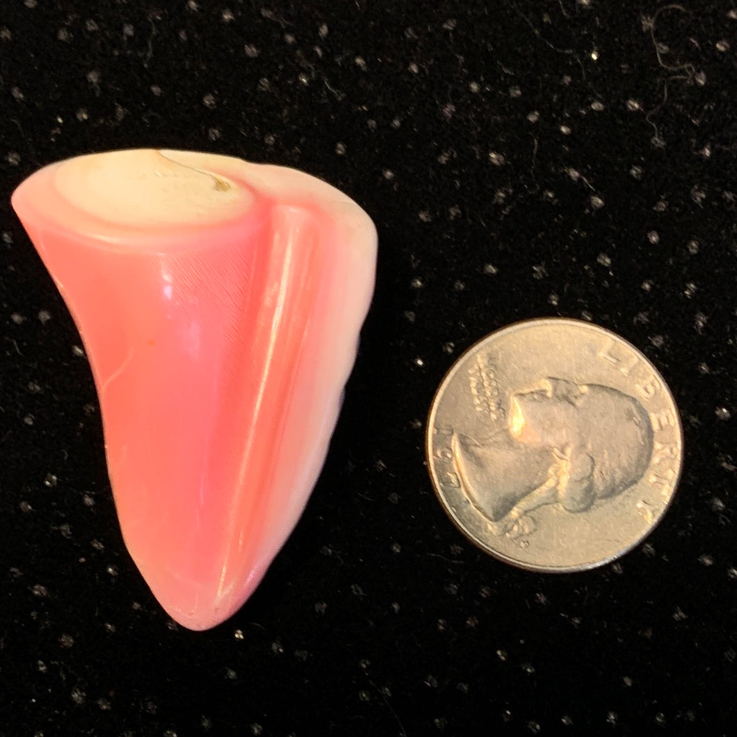 Natural Pink Fossilized Shell